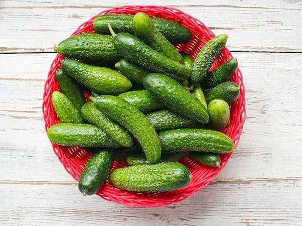 تصویر 2 از فروش خیار سبز محلی + قیمت خرید به صرفه